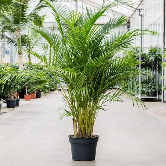 Areca Palm Plants — Palm sapling available at Agro Nursery Garden